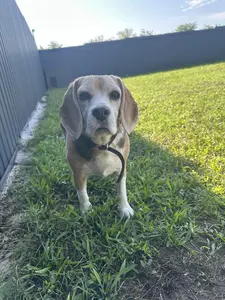 Beagle kutya portré a kertben