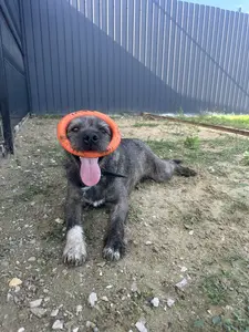 Schnauzer narancssárga játékkal