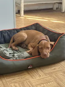 Barna vizsla kutya pihen a fekhely ágyban