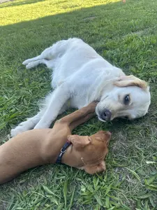 Fehér kutya és barna vizsla pihennek együtt a fűben