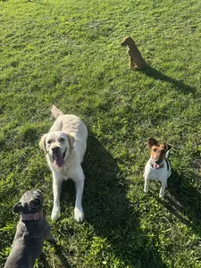 Kutyák játszanak együtt - fehér kutya, vizsla és beagle