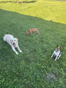 Kutyacsapat a kertben - fehér kutya, vizsla, beagle