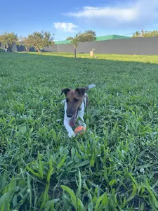 Beagle keverék kutya szalad a mezőn