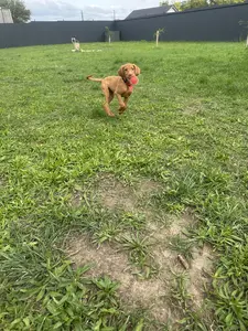 Barna vizsla szalad vidáman a füvön