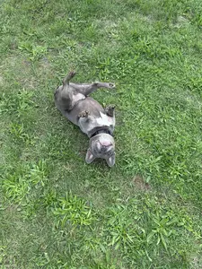 Szürke schnauzer fekszik a gyepen