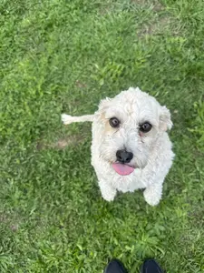 Fehér uszkár vagy bichon kutya portré