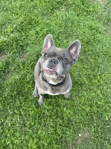 Francia bulldog közelkép mosolygós arckifejezéssel
