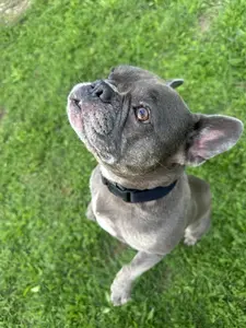 Francia bulldog felnéz kedves tekintettel