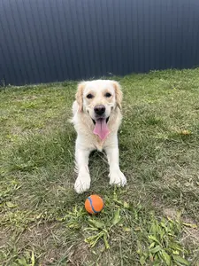 Világos golden retriever narancssárga labdával